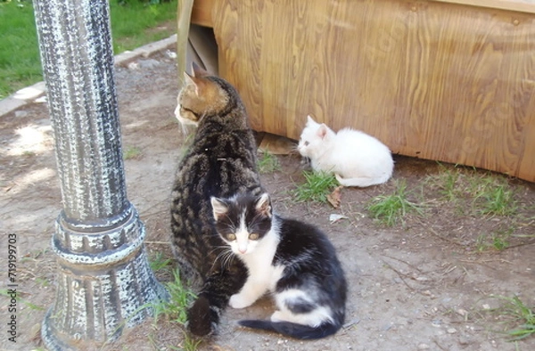 Fototapeta A cat with kittens