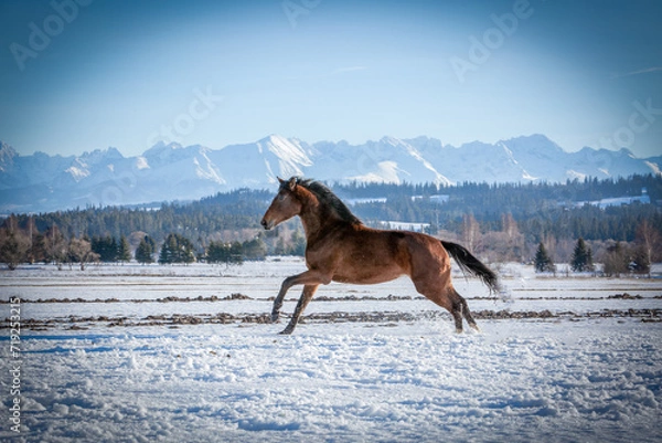 Obraz Wallpaper with a bay (brown) horse galloping in the snow with mountains in the background