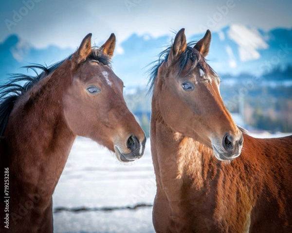 Obraz portrait of a bay (brown) horse with mountains in the background