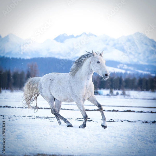 Fototapeta Wallpaper with a galloping gray (white) horse against the background of mountains