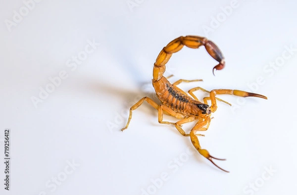 Obraz ESCORPIAO AMARELO EM FUNDO BRANCO