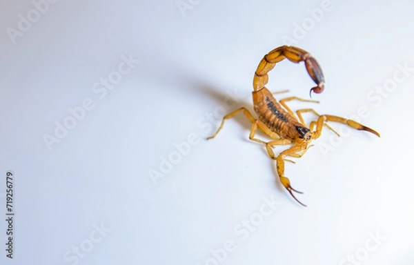 Obraz ESCORPIAO AMARELO EM FUNDO BRANCO