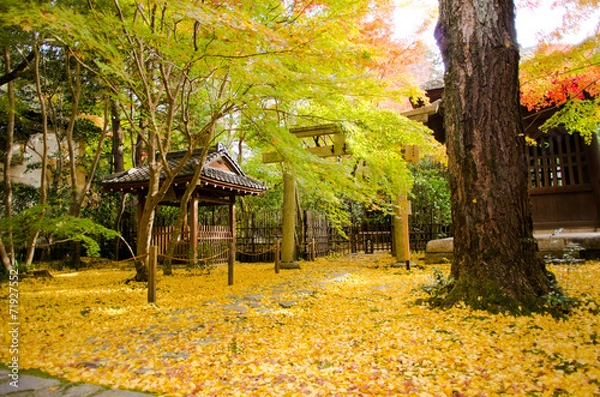 Fototapeta 銀杏の絨毯