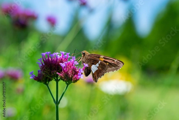 Obraz butterfly on a flower