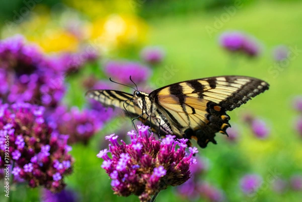 Obraz butterfly on flower