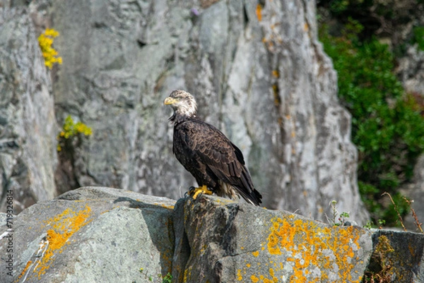 Obraz american bald eagle