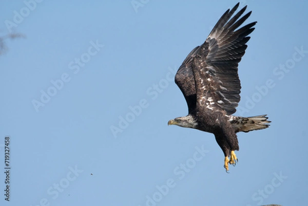 Obraz american bald eagle