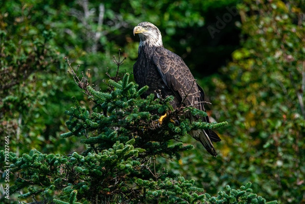 Obraz bald eagle on tree