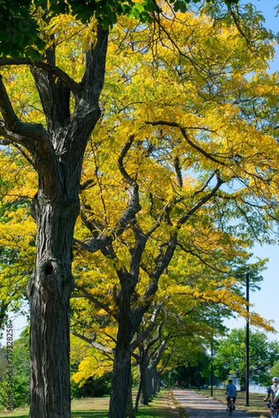 Obraz autumn in the park