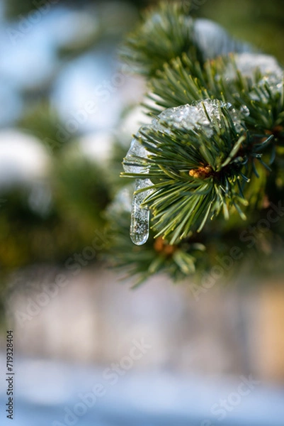 Obraz christmas tree branches