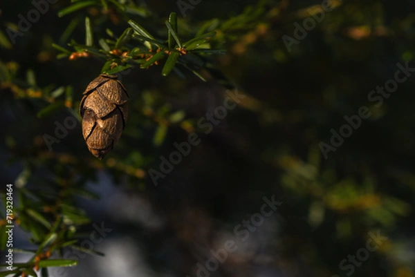 Obraz cones in the snow