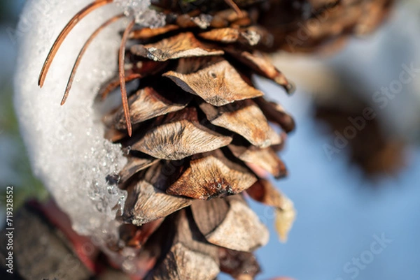Obraz pine cones in snow