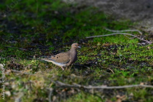 Obraz bird in the grass