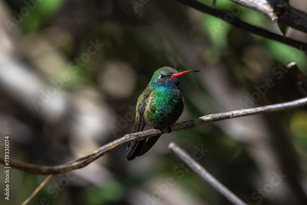 Obraz hummingbird in the garden
