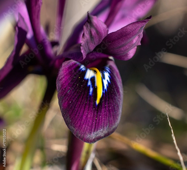 Obraz purple iris flower