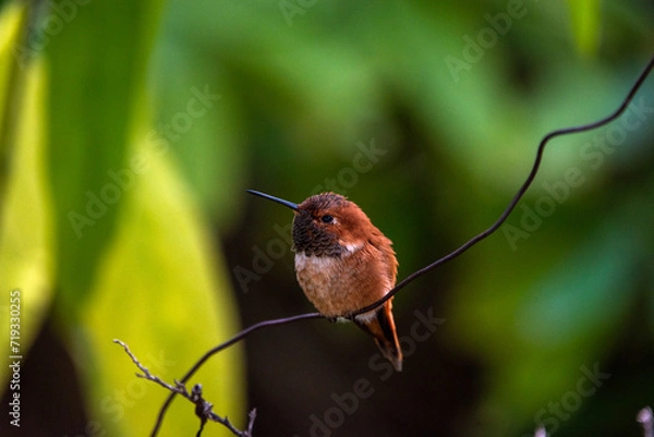 Obraz Hummingbird on branch
