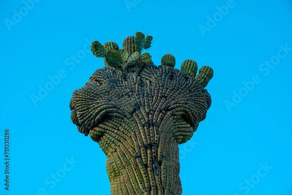 Obraz Saguaro Cactus