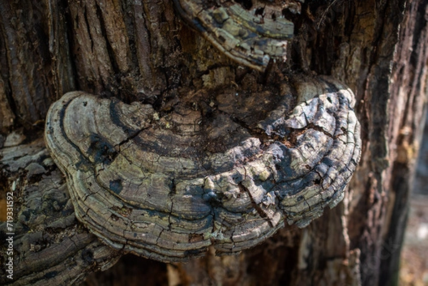 Obraz mushroom on a log