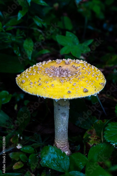 Obraz mushroom in the forest