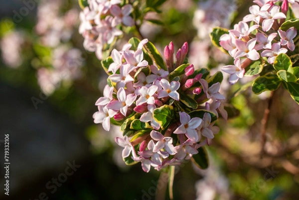 Obraz flowers in spring