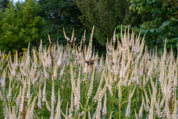 Obraz flowers and pollinating bees