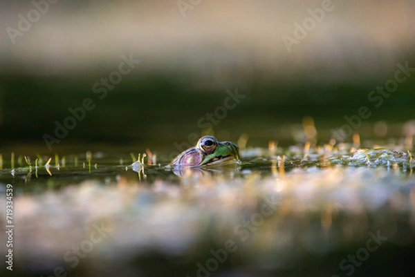 Obraz frog on the pond