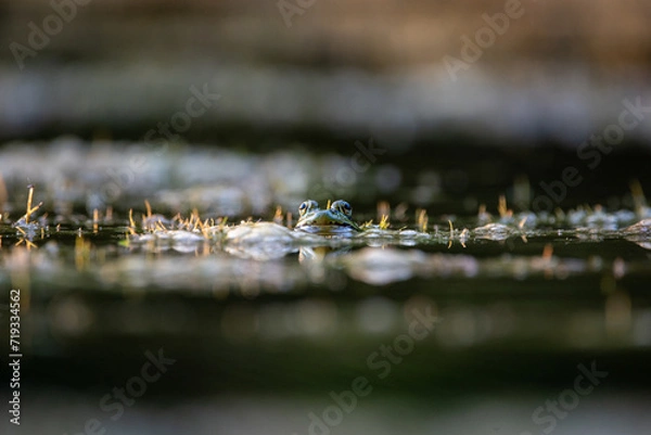 Obraz frog in the pond
