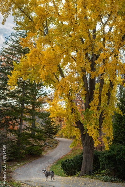 Obraz autumn in the park