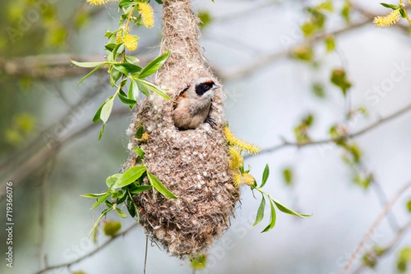 Obraz nest on tree