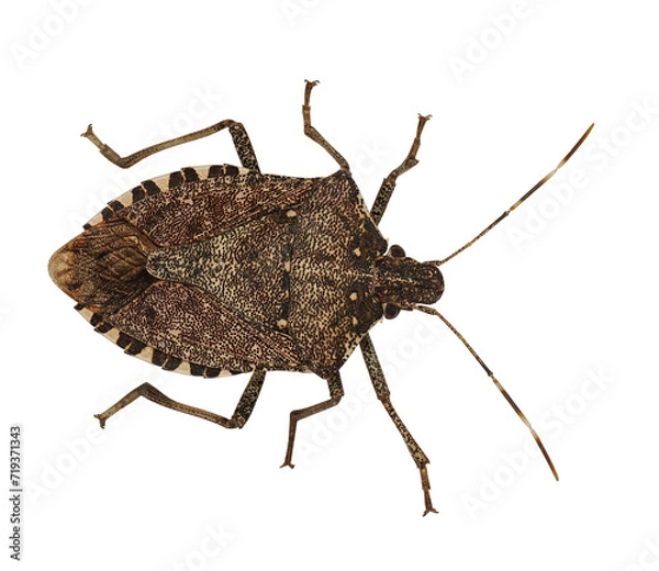 Fototapeta Brown marmorated (Halyomorpha halys), stink bug, PNG, isolated on tranparent background 