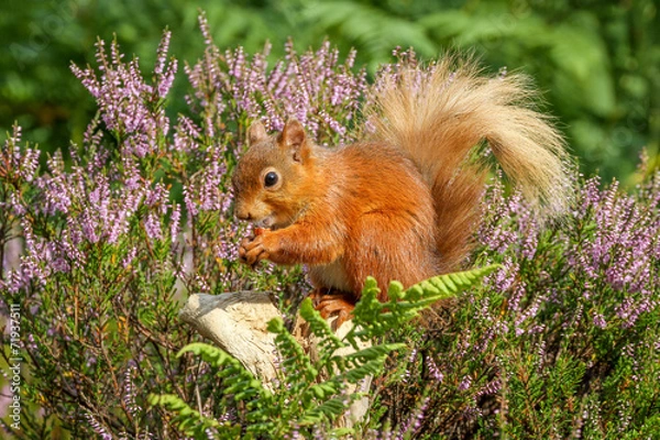 Fototapeta Red Squirrel in English countryside
