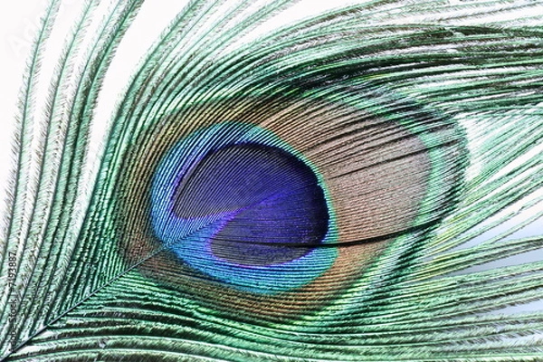 Obraz Peacock feather