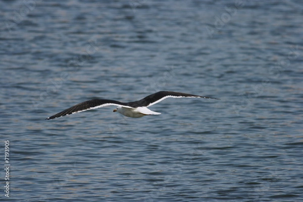 Obraz Lesser Black-Backed Gull