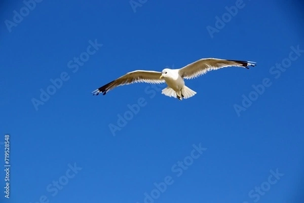 Obraz fliegende Möwe an der Nordsee
