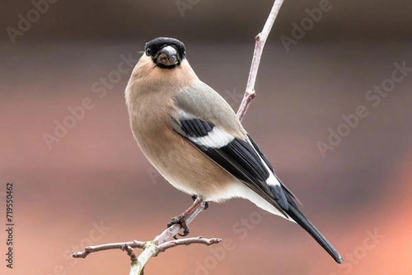 Obraz Ptak gil samica siedząca  na gałęzi 