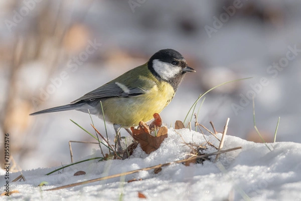 Obraz Sikorka w słońcu siedząca na śniegu 