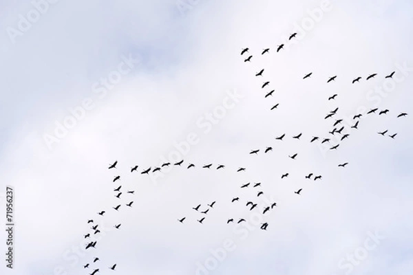 Obraz Kranichflug über dem Darss