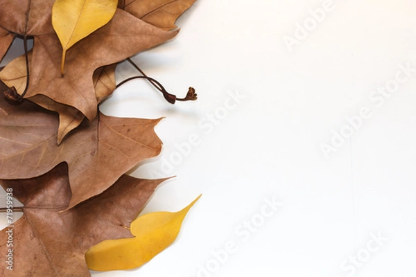 Fototapeta Autumn white background with bright leaves