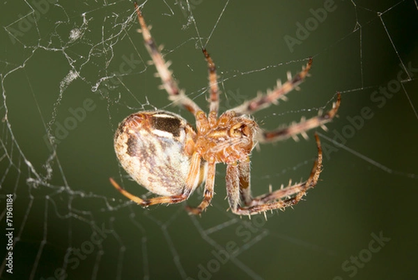 Obraz spider in nature. close-up