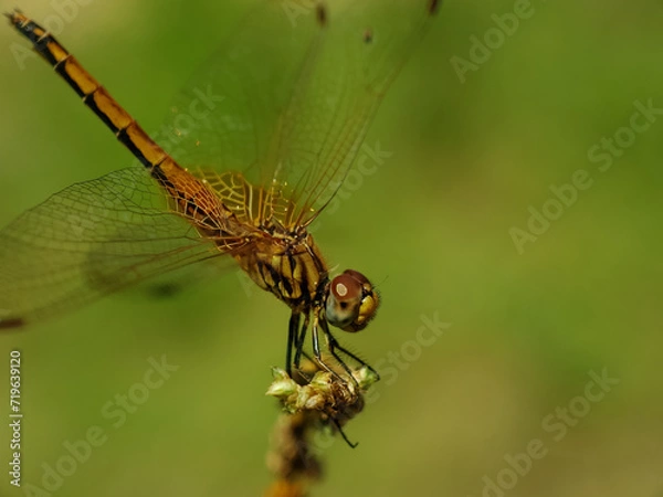 Obraz dragonfly on a leaf