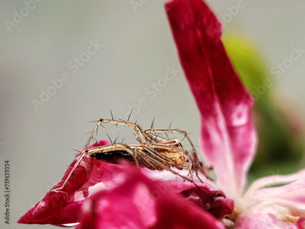 Obraz macro of a red flower