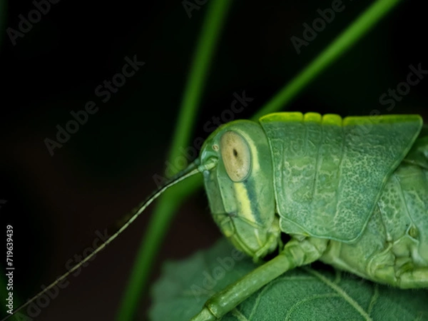 Obraz grasshopper on a leaf