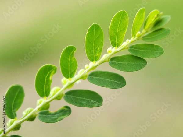 Obraz green leaves on a branch