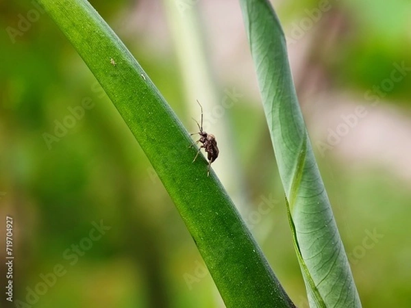Obraz insect, beetle, bug, macro, nature, leaf, fly, animal, close-up, colorado, closeup, potato, summer, bee, pest, plant, animals, black, insects, wildlife, small, detail, close, garden, wing