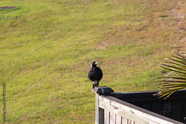 Fototapeta Crow perching on a fence in a sunny day, Long Bay, New Zealand.