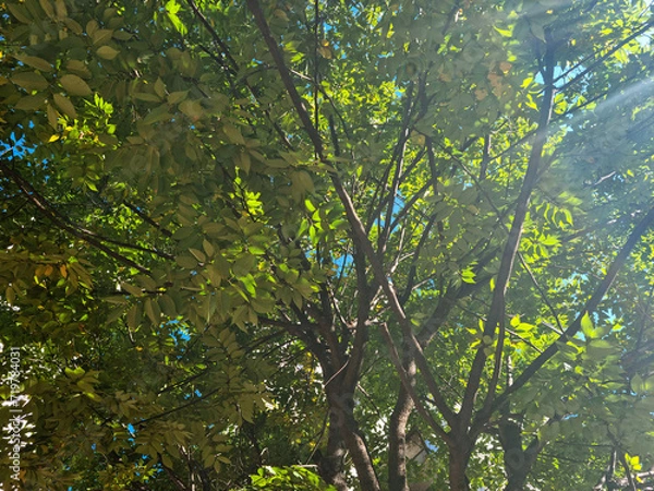 Fototapeta It is a summer tree illuminated by sunlight.