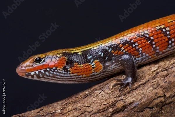 Obraz Fire skink / Lepidothryris fernandi