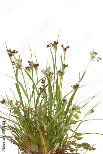 Obraz Luzula campestris