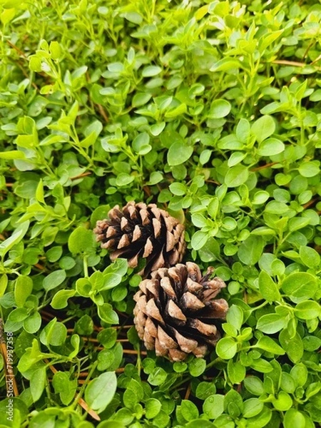Fototapeta pine cones among green clovers