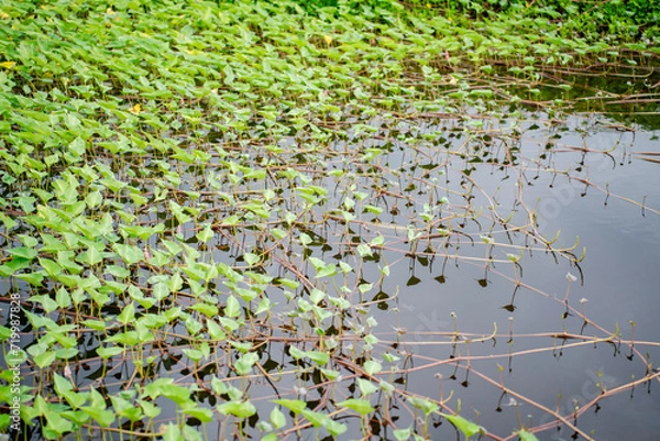 Obraz Ipomoea aquatica